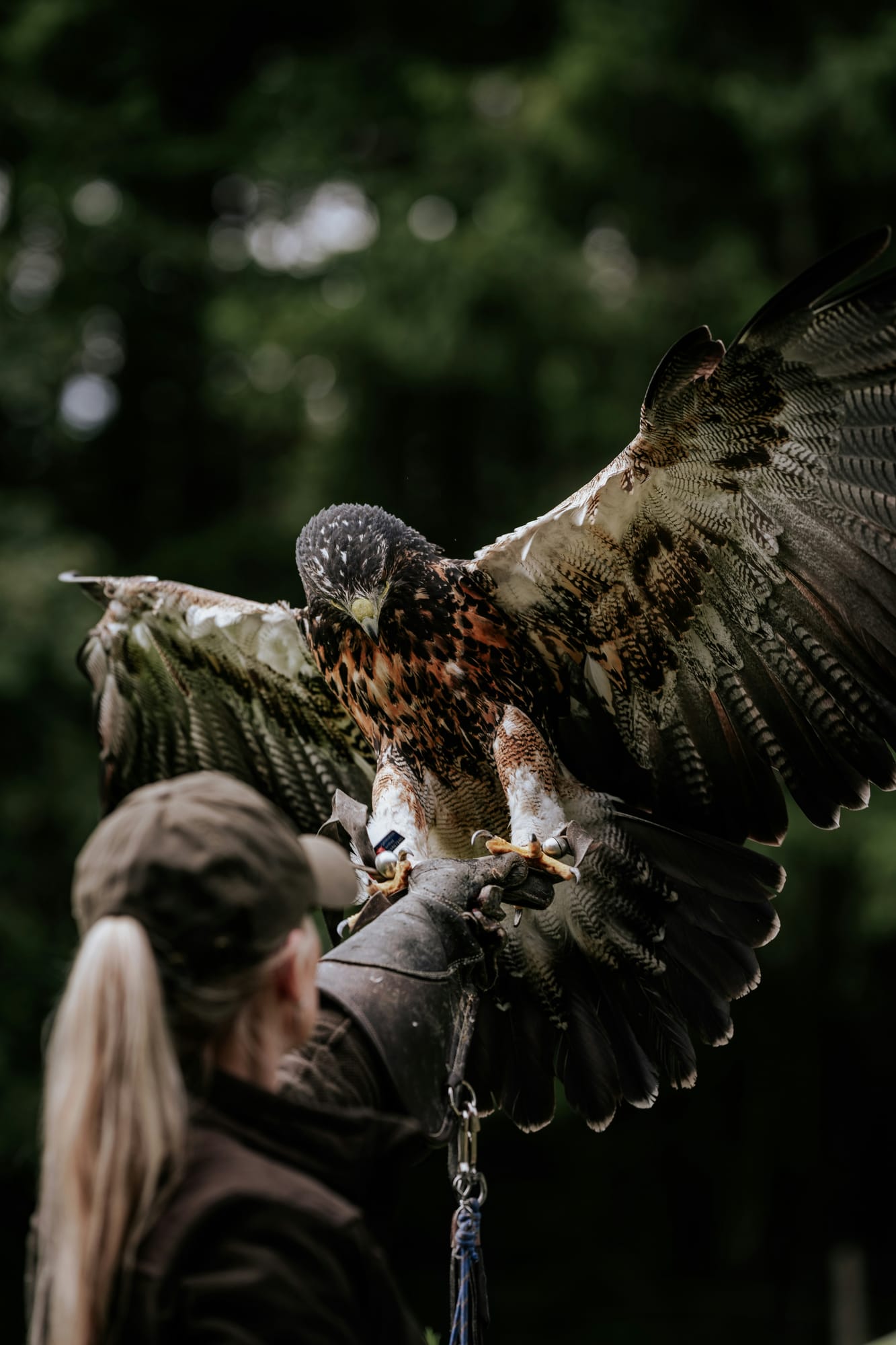 A bird of prey landing on the falconer's glove during a falconry display