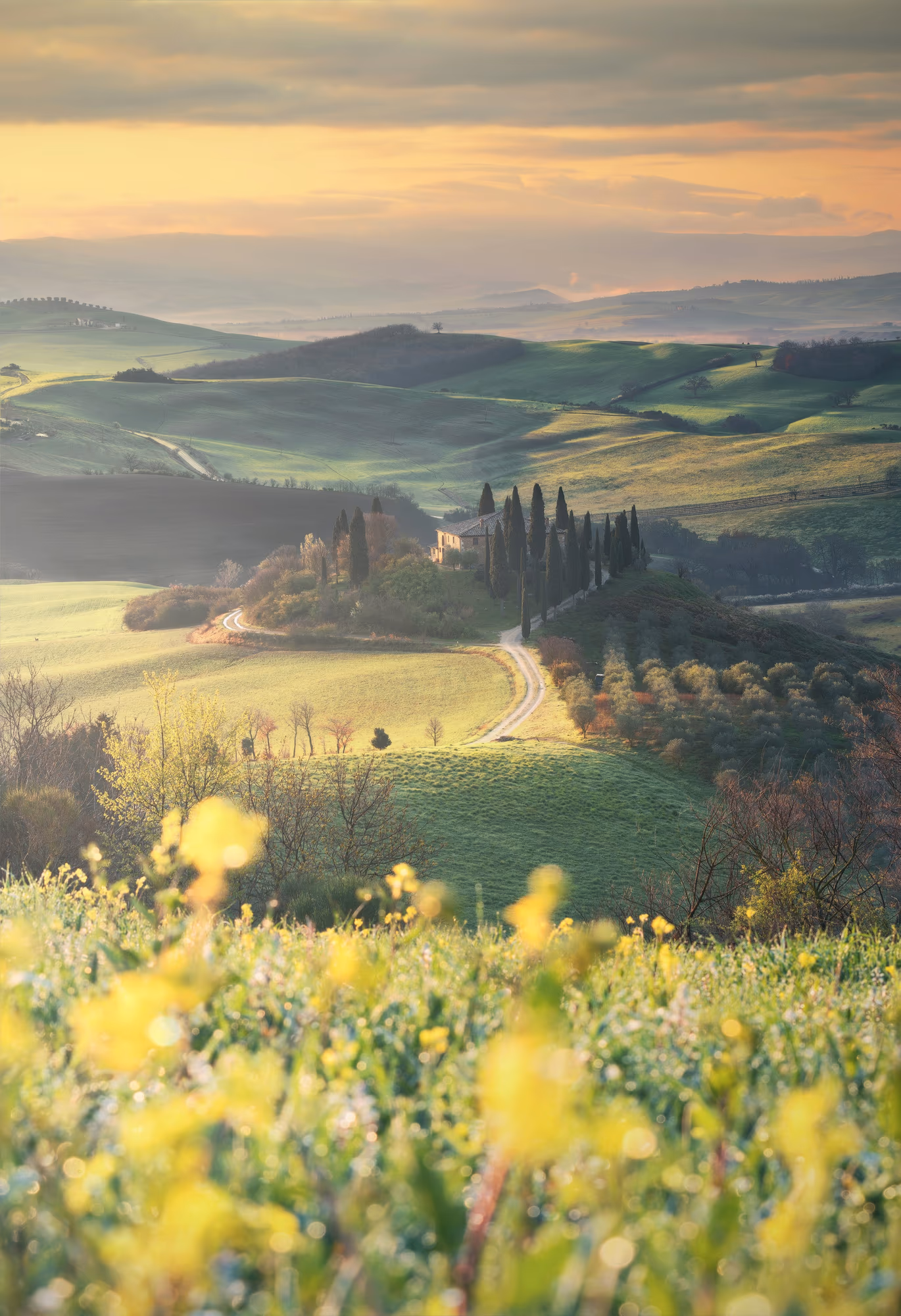 The Tuscan countryside among vineyards