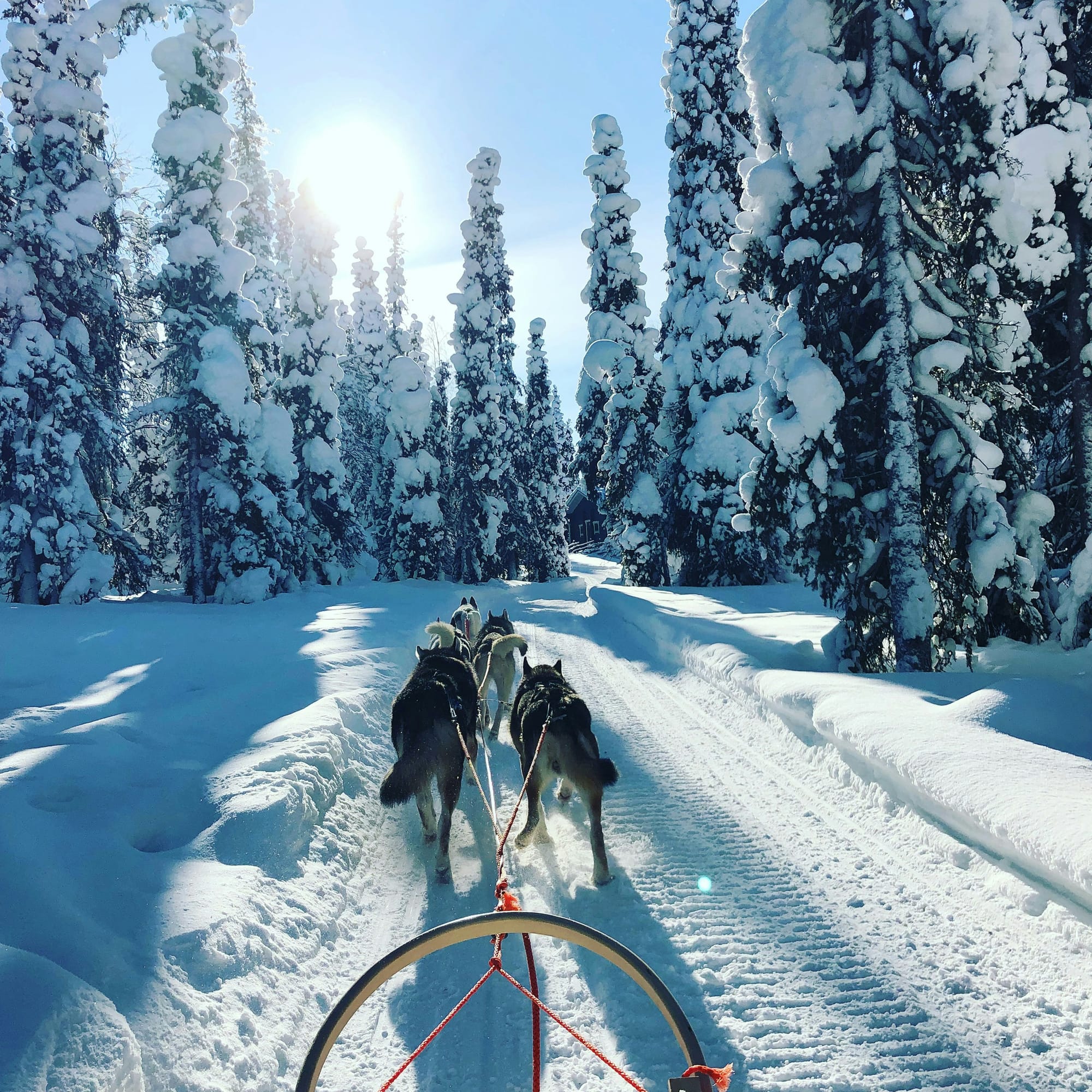 Huskies pulling a sled through a snow-laden forest in Finnish Lapland