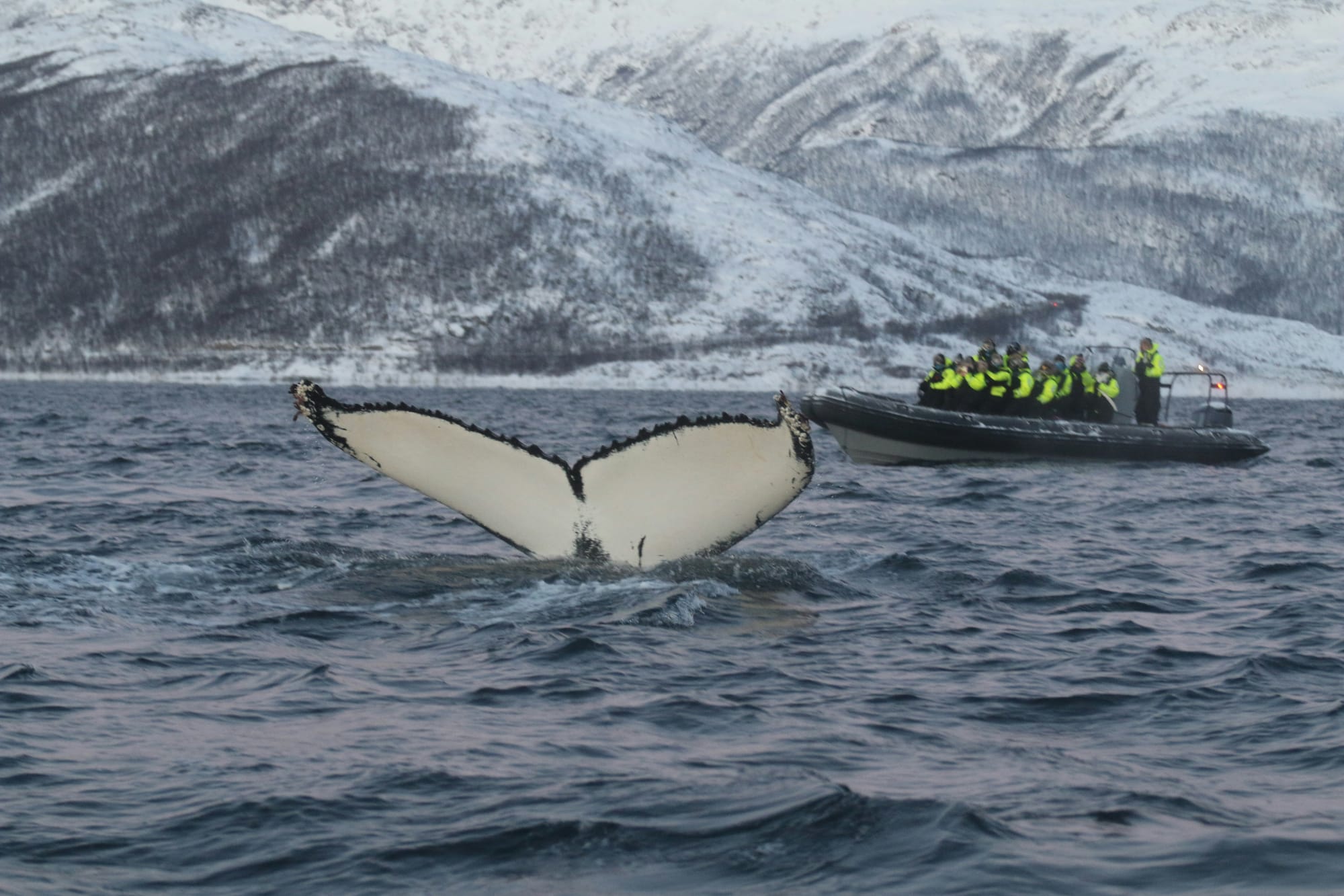 A humpback whale's tail rising from the Arctic sea beside a whale-watching boat below snowy mountains